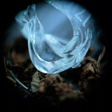 Ossicles - Mantelpiece - CD