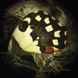 Ossicles - Music For Wastelands - CD